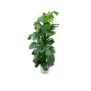 Combi deal - Monstera Pertusum XL (Swiss Cheese Plant)   Elho Jazz Round White ↑ 150 cm