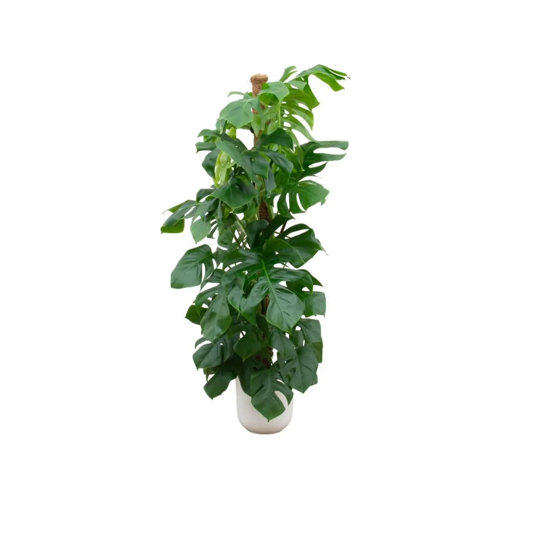 Combi deal - Monstera Pertusum XL (Swiss Cheese Plant)   Elho Jazz Round White ↑ 150 cm